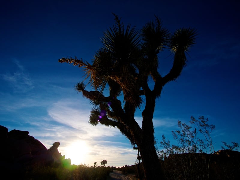 Joshua Tree photo PC271275.jpg