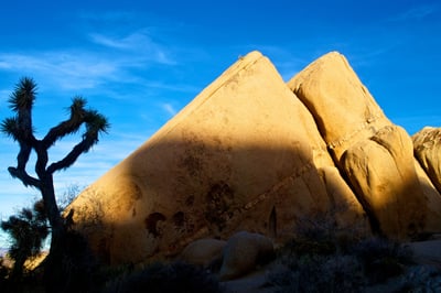 Joshua Tree photo PC271260.jpg